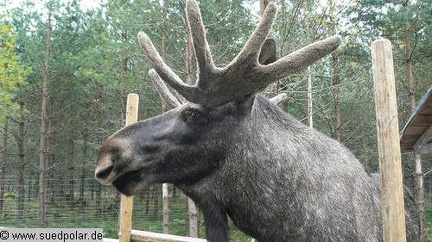 hresw2dflschweden041