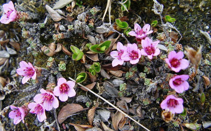 hresw2dflspitzbergen044