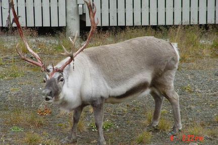 hresw2dflspitzbergen046