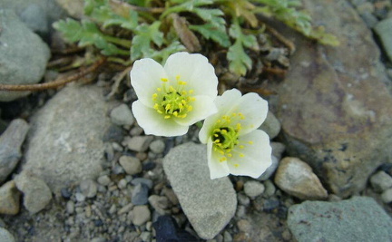 hresw2dflspitzbergen045