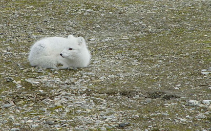 hresw2dflspitzbergen048