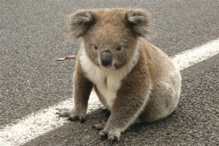 hresw2dflaustralien038