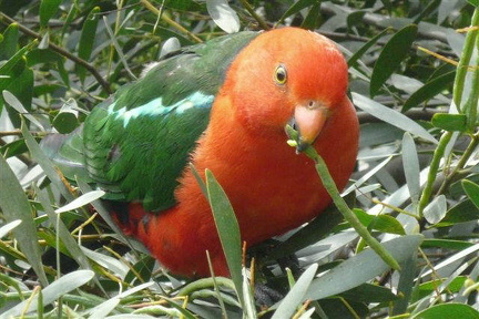 hresw2dflaustralien040