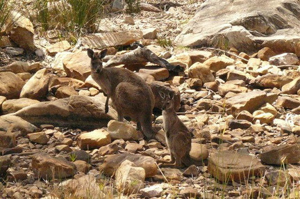 hresw2dflaustralien039