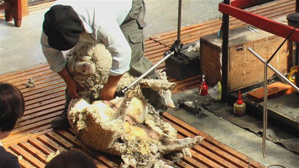 hresw2dflpatagonien047