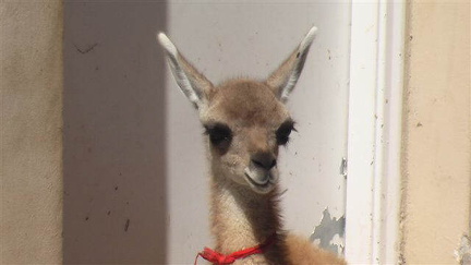 hresw2dflpatagonien049