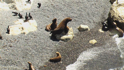 hresw2dflpatagonien045