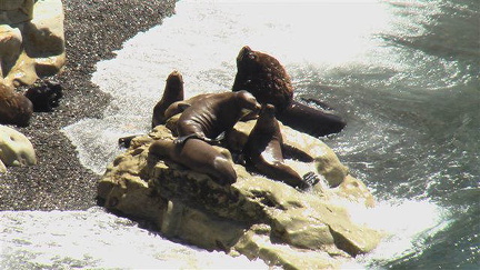 hresw2dflpatagonien046