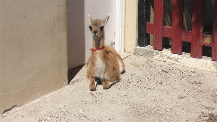 hresw2dflpatagonien048