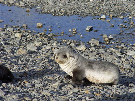 hresw2dflsuedgeorgien019