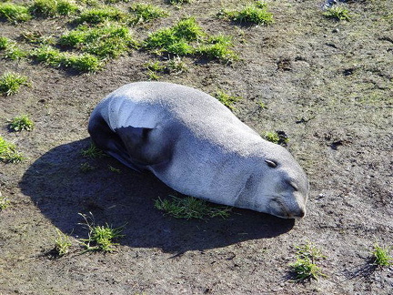 hresw2dflsuedgeorgien018