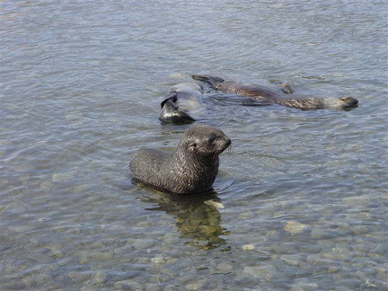 hresw2dflsuedgeorgien020