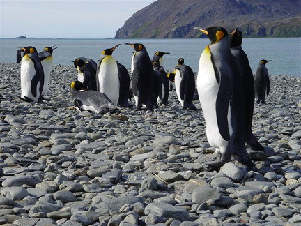 hresw2dflsuedgeorgien023