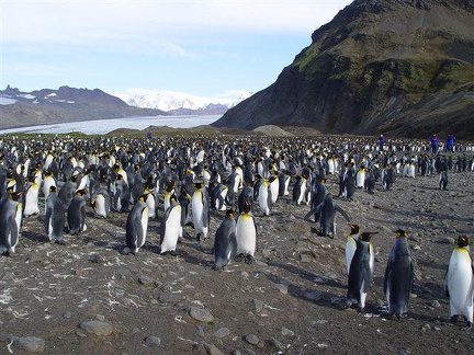 hresw2dflsuedgeorgien026