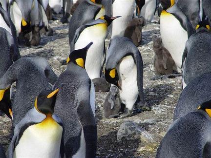 hresw2dflsuedgeorgien027