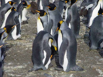 hresw2dflsuedgeorgien028